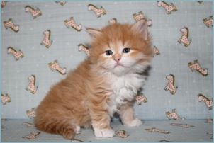 Male Siberian Kitten from Deedlebug Siberians